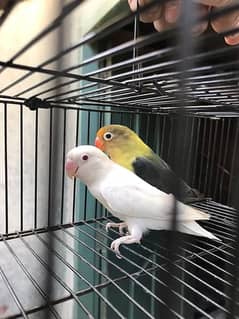 parblue split ino into albino red eyes pair love birds