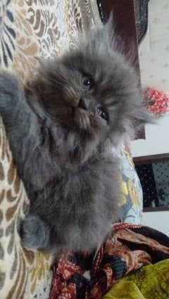 Persian cat