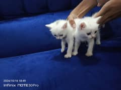 single coat white doll face kittens