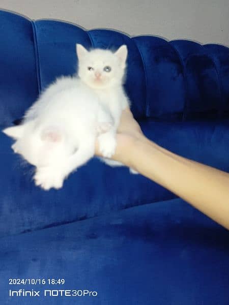 single coat white doll face kittens 1