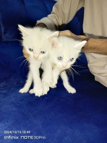 single coat white doll face kittens 2