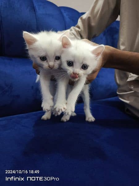 single coat white doll face kittens 3