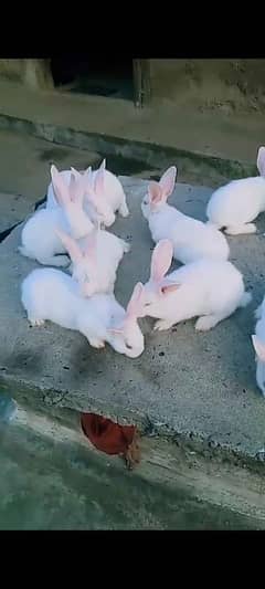 rabbit for sale 0