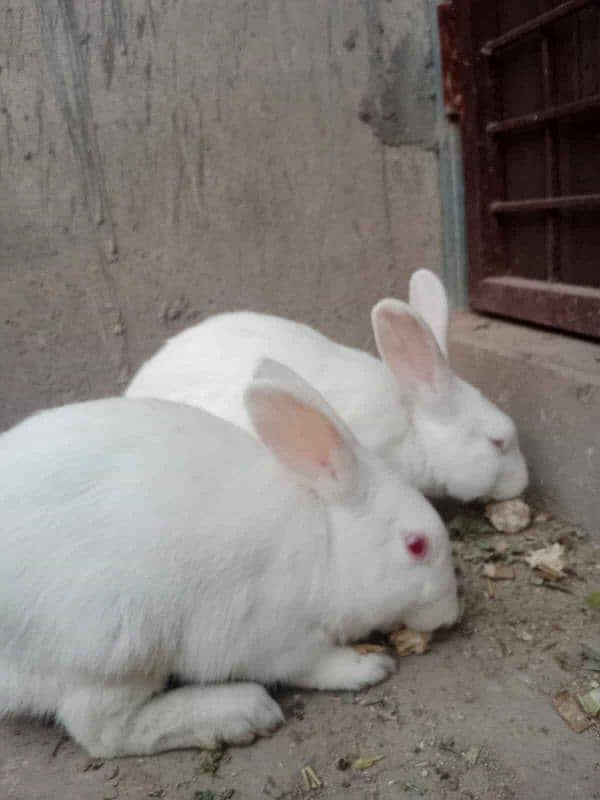 rabbit for sale 1