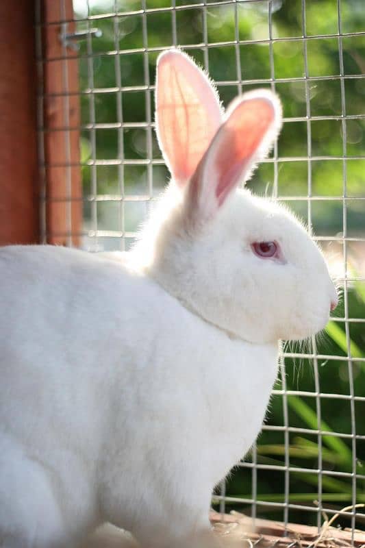 rabbit for sale 2