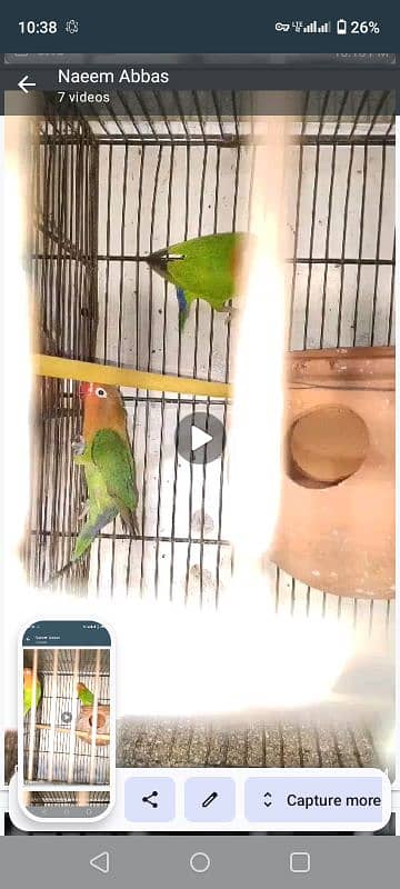 love birds for sell 3