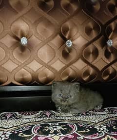 Kitten 4 Sale Pure Persian Cat Blood Line