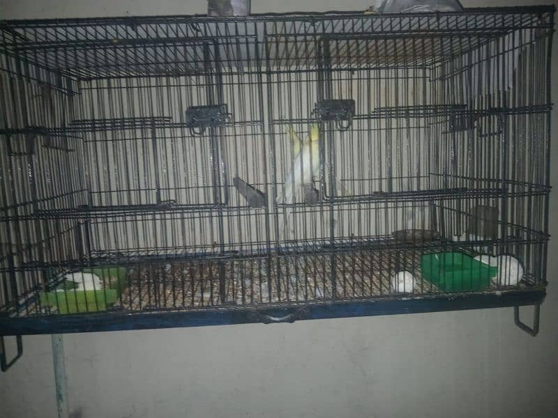 Birds Cage with Separators Good Quality 2