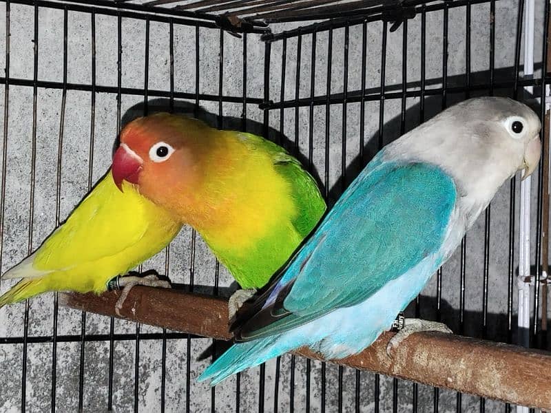 love birds 7