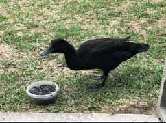 Black Duck