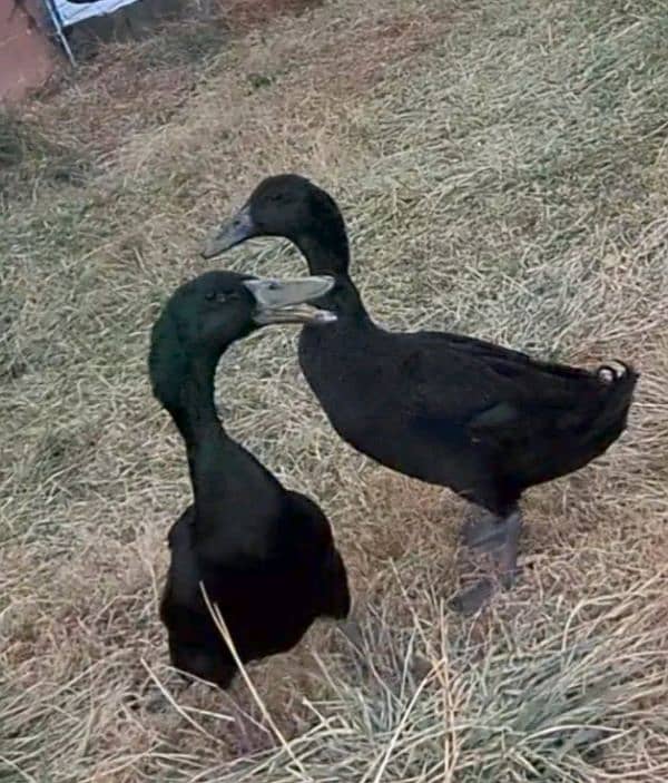 Black Duck 1