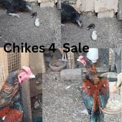 Aseel Chikes 4 Sale