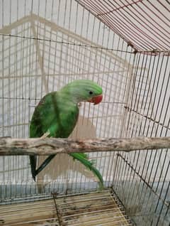 kashmiri Raw jumbo size parrot