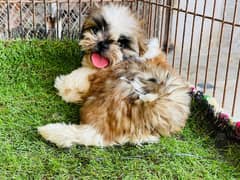 Show class Quality Shihtzu imported bloodline