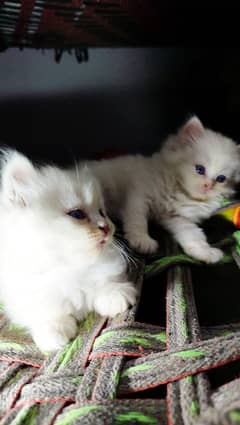 PAIR OF PERSIAN CAT BABY, White Color, Blue Eyes,  Triple Coated