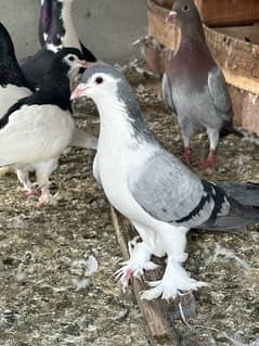 fancy pigeons and mix pigeon