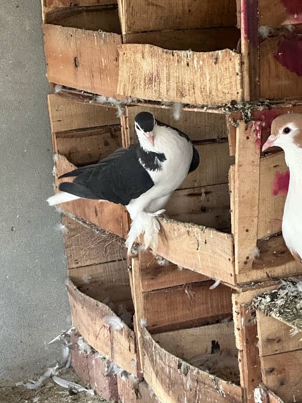 fancy pigeons and mix pigeon 1