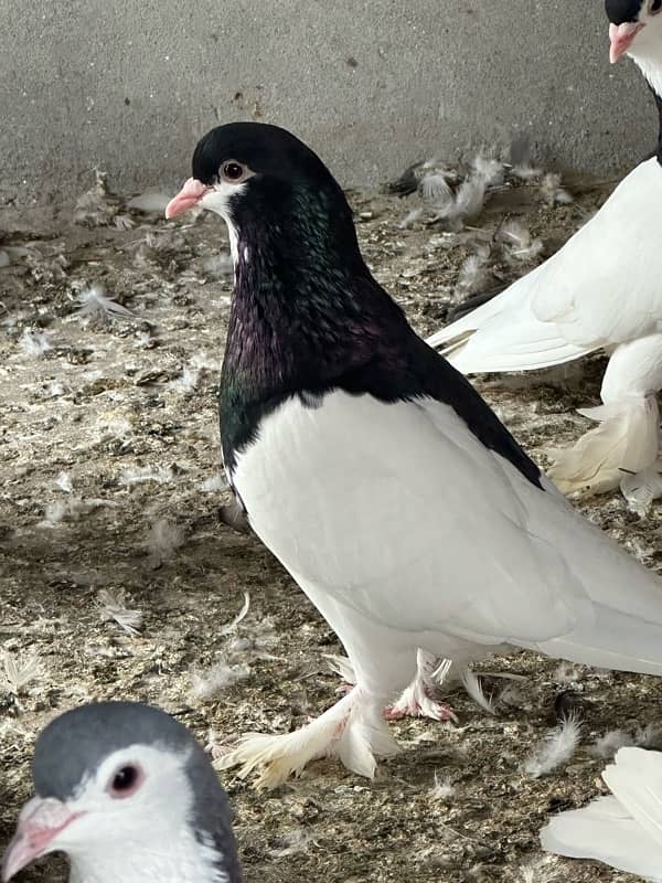 fancy pigeons and mix pigeon 2