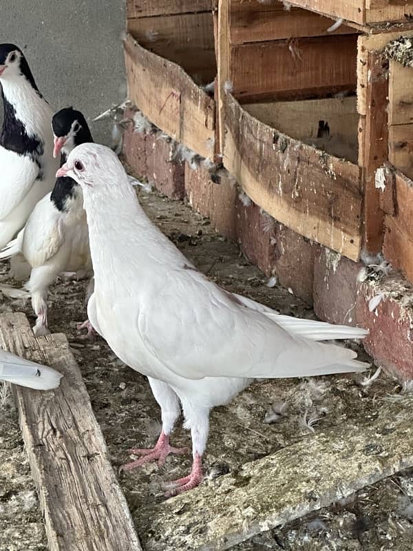 fancy pigeons and mix pigeon 3