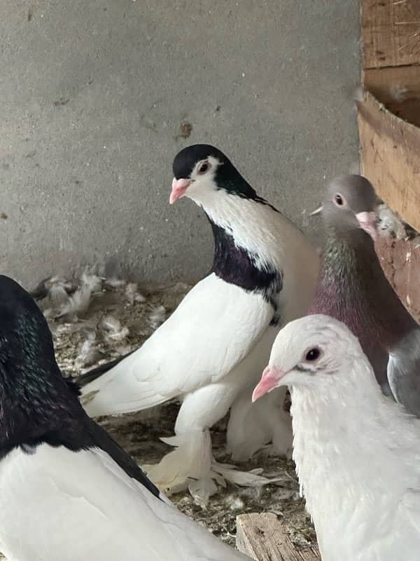 fancy pigeons and mix pigeon 4