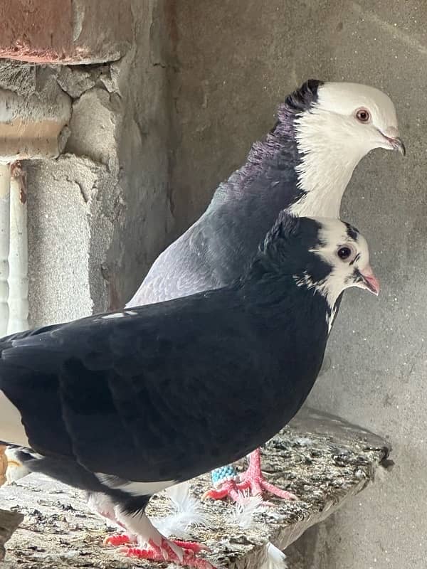 fancy pigeons and mix pigeon 5