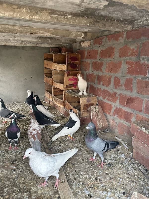 fancy pigeons and mix pigeon 6