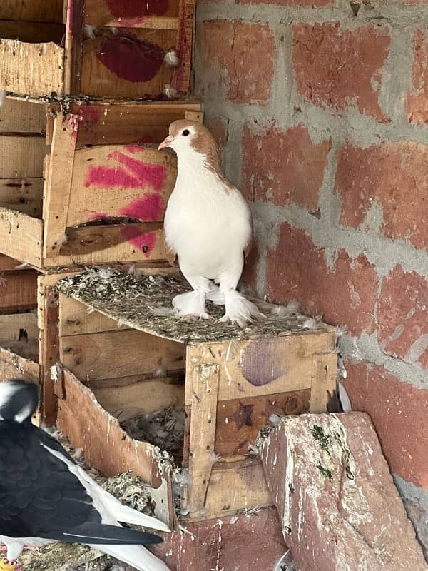 fancy pigeons and mix pigeon 7