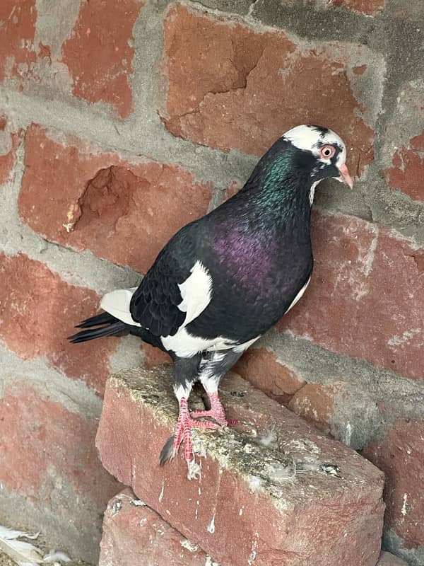 fancy pigeons and mix pigeon 8