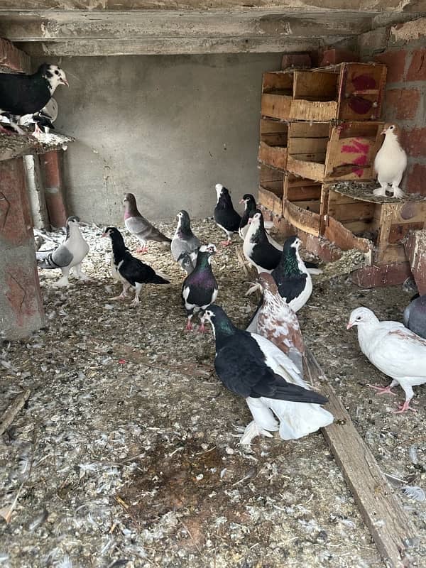 fancy pigeons and mix pigeon 9