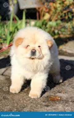 chow chow puppy