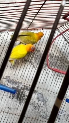 love birds pair for sale