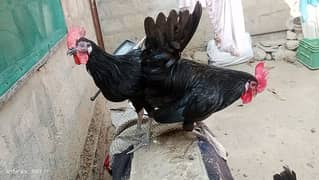 Australorp