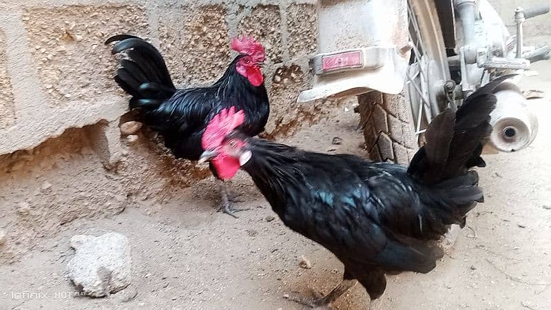 Australorp 1