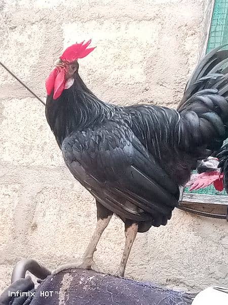 Australorp 2