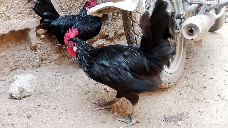 Australorp 3