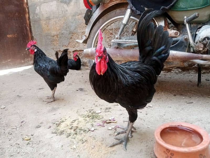 Australorp 4