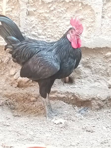 Australorp 5