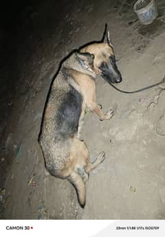 female dog for sale German shepherd