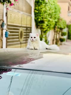 persian cat