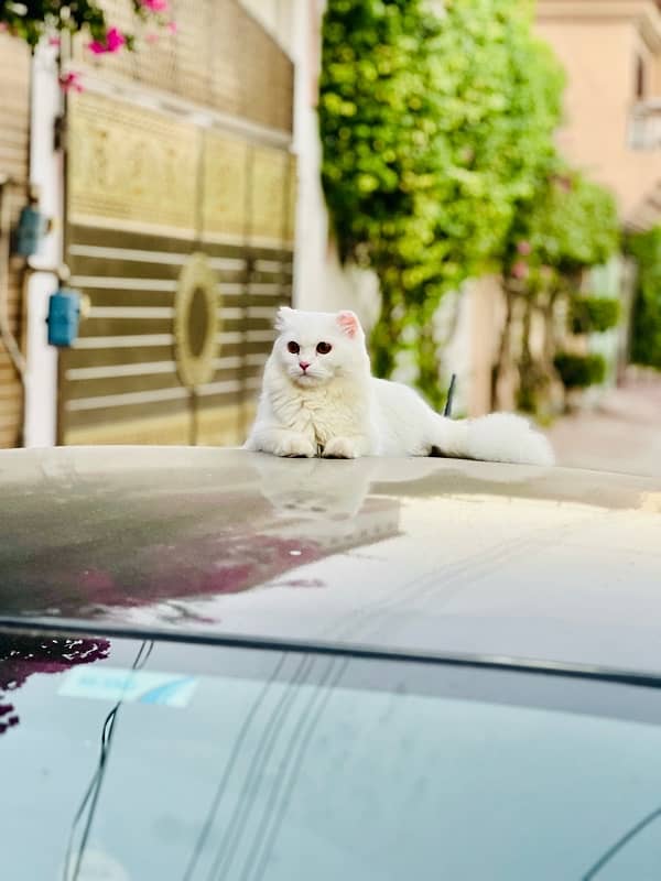 persian cat 0