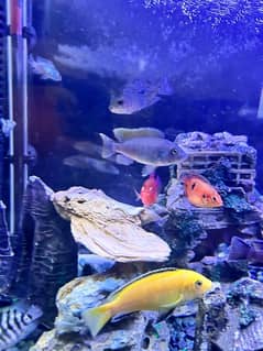 African Cichlids & Flowerhorn