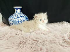 peki face male kitten for sale