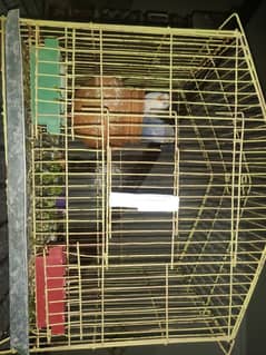 AUSTRALIAN PARROT WITH CAGE FOR SALE