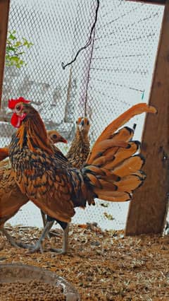 Golden sebrite Trio Available Egg Laying