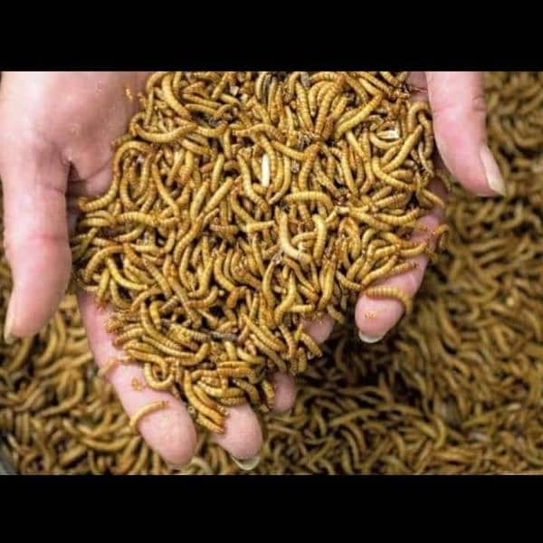 mealworms 1