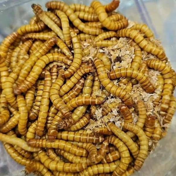 mealworms 2