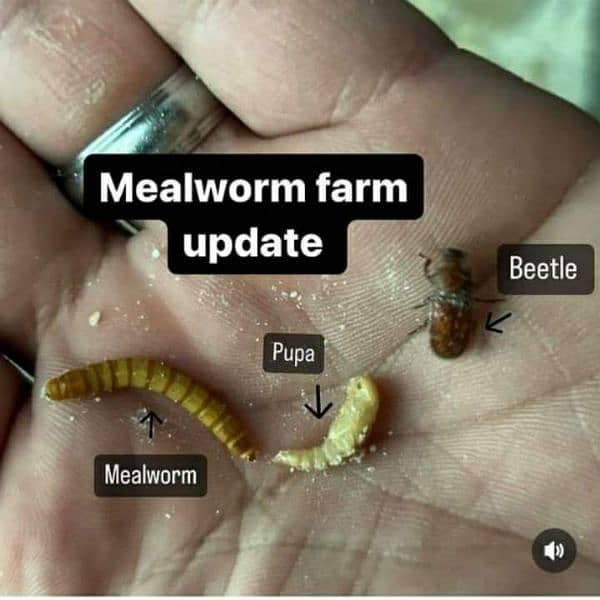 mealworms 5