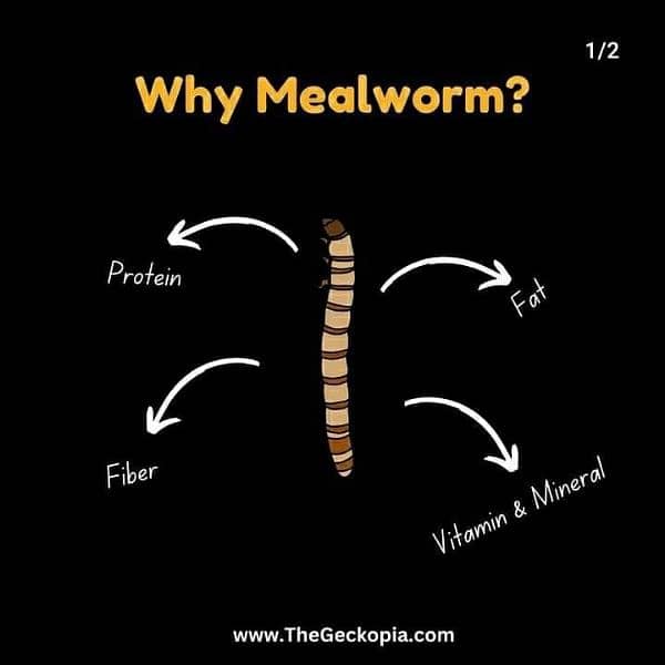 mealworms 6