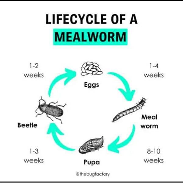 mealworms 7