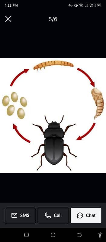 mealworms 8